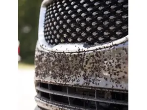 Очисник комах, органіки, смол